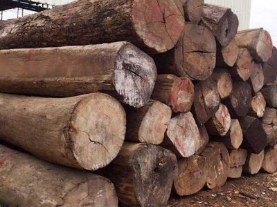 低价供应缅甸花梨木原木、红木原木、大口径原木