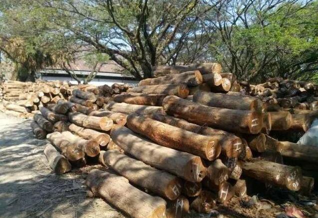 2018年，进口木材贸易面临的几大问题！「专家解答」