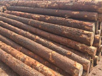 2017年樟子松原木累计进口量为372.5万立方米