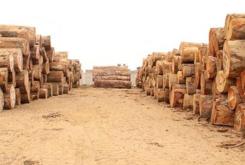 安哥拉1月31日以后将暂停木材砍伐活动