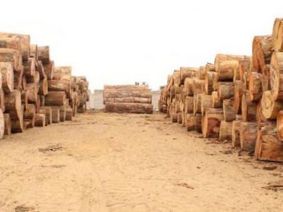 安哥拉1月31日以后将暂停木材砍伐活动