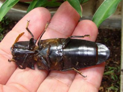 连云港口岸首次截获有害生物白毛锥尾叩甲