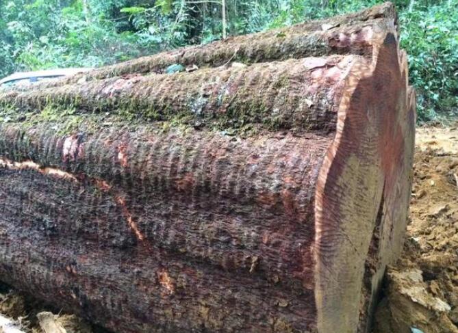 新兴职业：木材“星探”，专门寻找1000年好木，月薪高达5万！