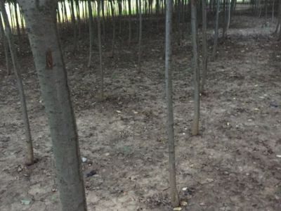 西安蓝田 大量供应 5-8公分樱花树苗  树苗 质优价廉