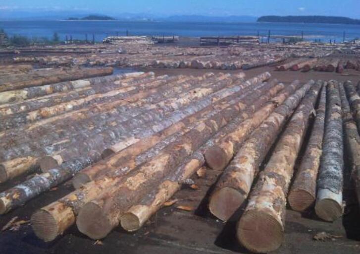 2017年宁波口岸进口木材货值同比增长55.3%