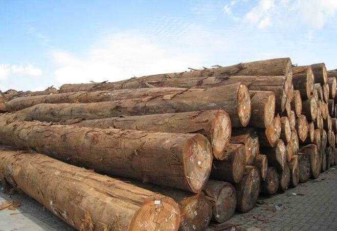 喀麦隆提高15%原木出口关税
