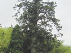 大型杉木原木