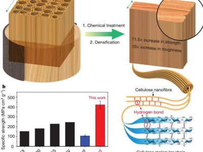 新技术可以使木材像钢铁一样坚固