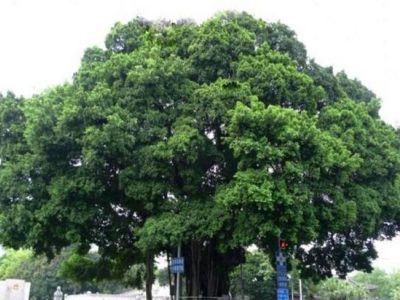福州最老的榕树有多少年了，在哪里？