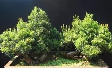 赤楠主要生于低山疏林或灌丛