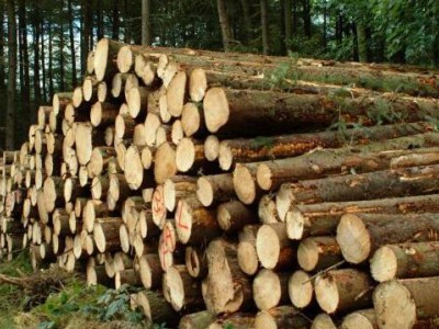 最新木材的基本含义,木材种类?