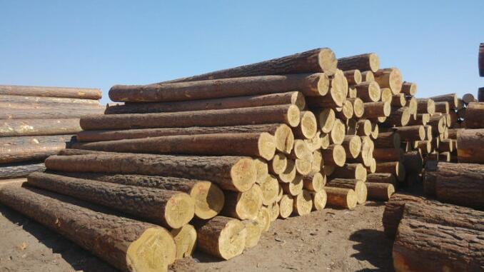 木材易腐朽、虫蛀木材有什么特点厂家