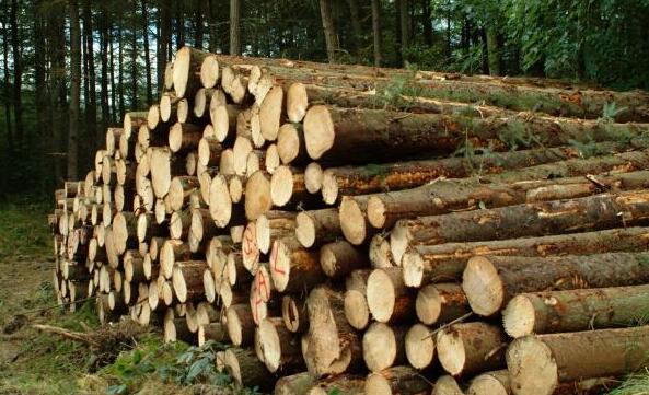 木材的基本特性有哪些