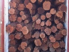 澳洲大红酸枝木Lancewood 招代理图1