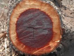 澳大利亚红铁木Red lronbark红橡胶木诚招中国区代理图1