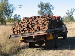 澳洲红酸枝木Lancewood与贾拉木Jarrah血檀出口商图2