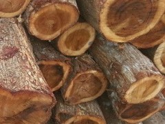 澳洲红酸枝木Lancewood兰斯伍德 红橡木橡胶木出口商