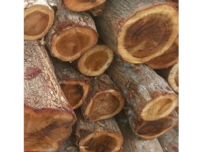 澳洲红酸枝木Lancewood兰斯伍德 红橡木橡胶木出口商