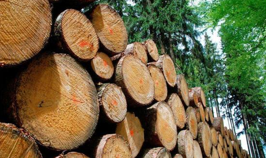国际市场严把原木出口关,2018木材资源将进一步紧缺