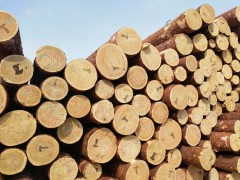 出售各种规格俄罗斯落叶松原木,量大从优图2