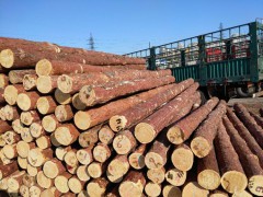 出售各种规格俄罗斯落叶松原木,量大从优图3