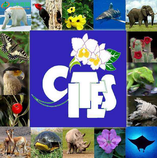 濒危野生动植物种国际贸易公约