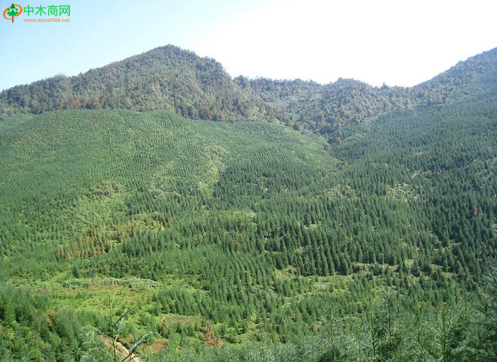 安徽省完成春季人工造林42.31万亩
