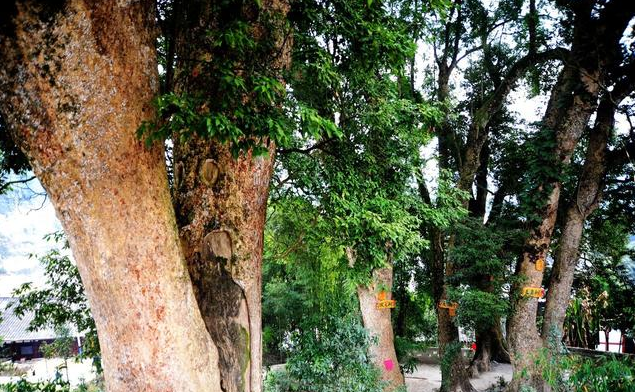 金丝楠木材生长周期 