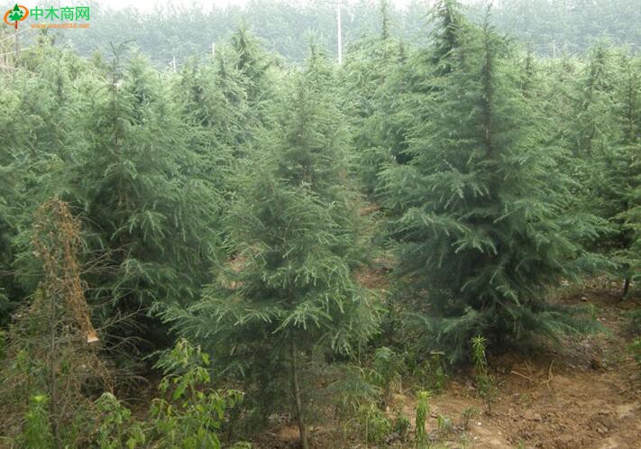 造林实践对红雪松木材质量的影响