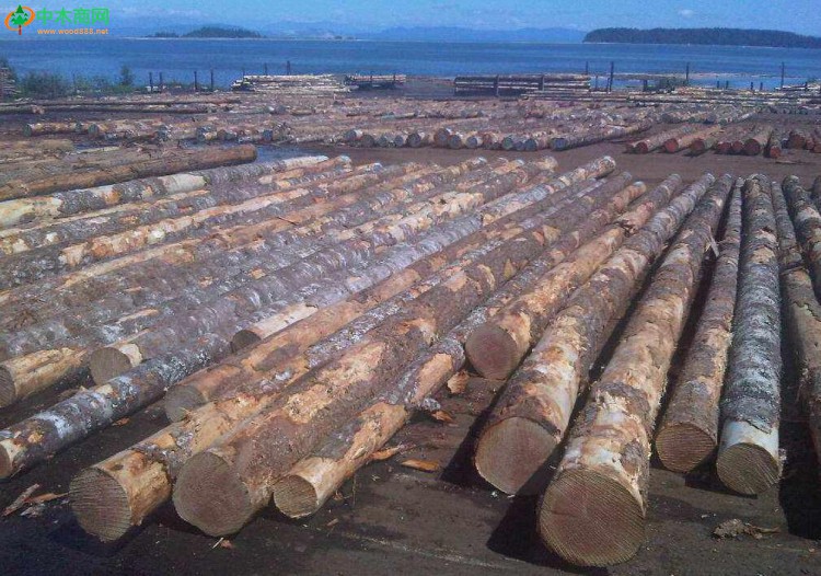 越南木材价格飙升