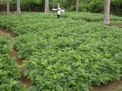 倡导员工珍惜红木材料 东阳这家红木企业栽种海南黄花梨