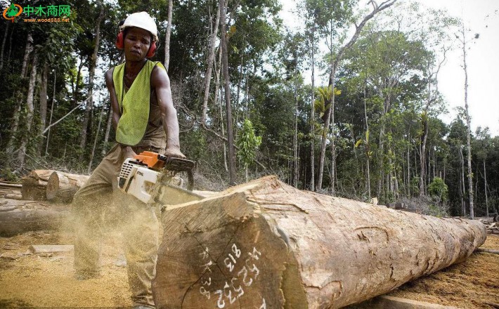 长期供应南美苏里南和圭亚那木材