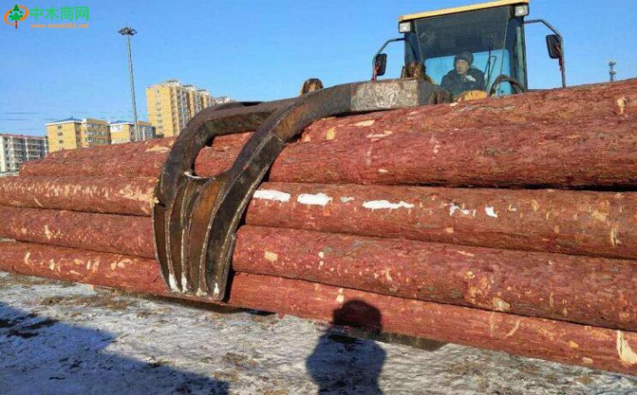 1月俄罗斯原木出口价值飙升21.6