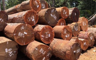 非法木材运输导致众多欧洲国家受牵连