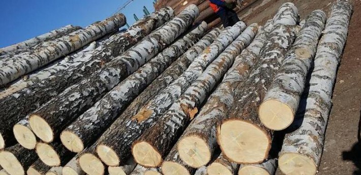 2017年中国进口桦木原木达191.7万立方米