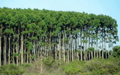 国家禁止种植的树种有哪些？