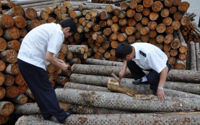 安徽岳西对无证木材进行检疫