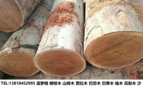菠萝格木材原木及菠萝格木材原木价格图2