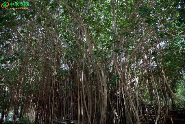大栌榄树：种子300年都不发芽，那它是不是要灭绝？