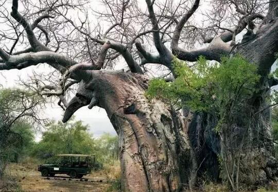 2000岁的猴面包树