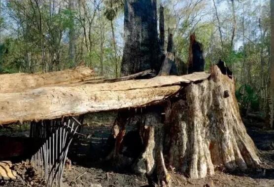 世界上最老的池杉树之一“参议员”倒下