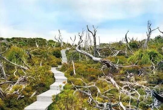 一棵根部在地底相连的泣松，10500岁