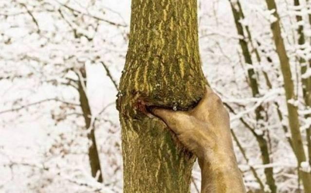 “世界上最孤独的手”,抓着一棵树50年,从来都没有松开