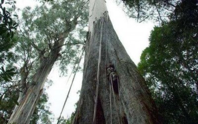 世界最高、最粗、最大、最稀有、最古老的那些树，中国上榜一个