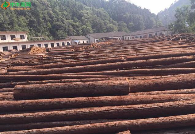 杉树木材将来市场如何？