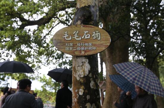 遂川县把楠木资源保护与建设放在重要位置