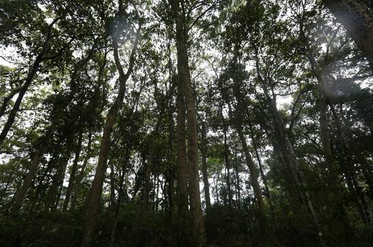 在每处楠木林周围，考察组都看到了很多大小不一的楠木苗。