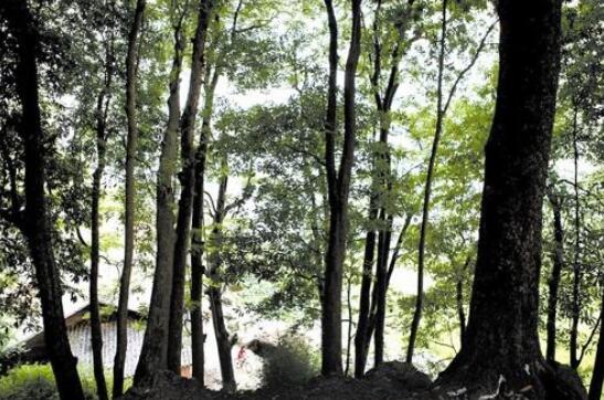 “遂川不仅具备比较佳的楠木自然生长环境