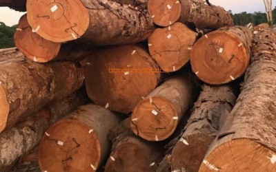 广东木材行业协会确定为国家第二批团体标准试点单位