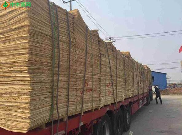 山东菏泽,安徽六安杨木单板严重缺货涨价10%！